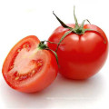 Tomate en polvo con buen sabor